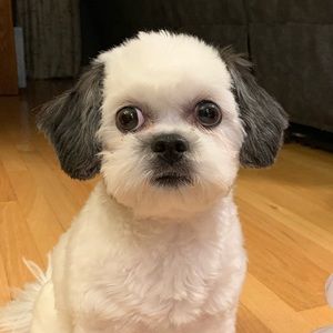 Meet your Posher, Renee